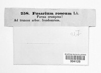 Fusarium roseum image